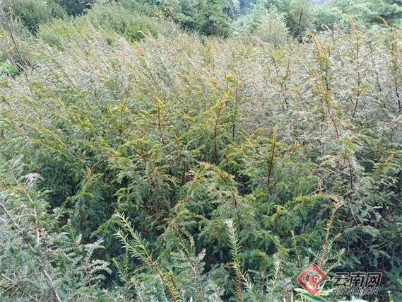 挽救保护珍稀濒危植物!云南这个小种质资源扩繁圃取得了大成效