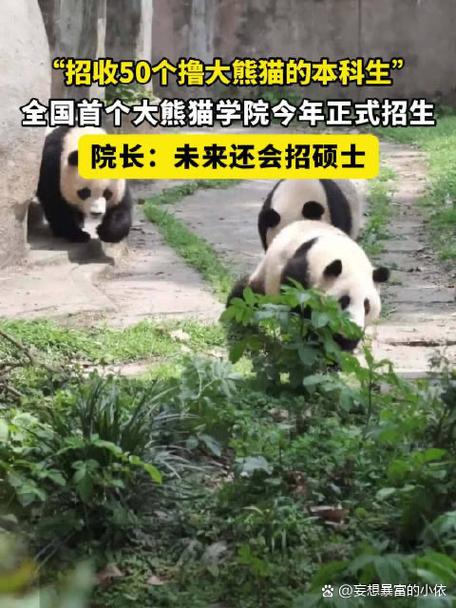 边“撸熊猫”边上学?全国首个大熊猫学院正式招生啦
