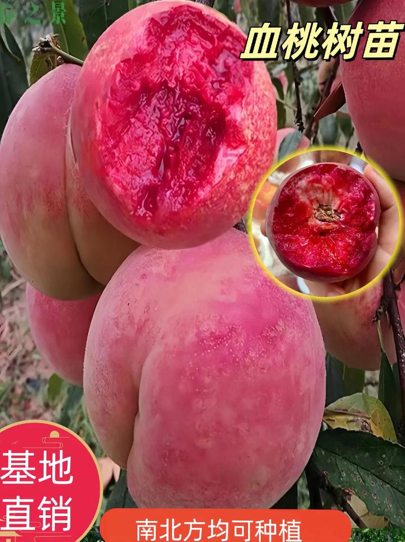 (乡村行·看振兴)山西闻喜血桃获丰收 客商“包园”订购