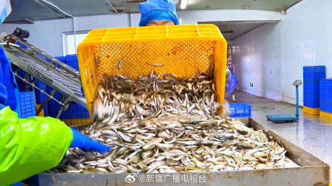 来新疆博斯腾湖 一起解锁池沼公鱼冰湖捕捞