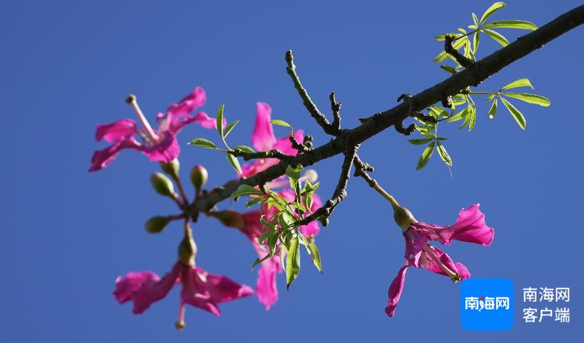 原创组图|美极了!海口街头美丽异木棉绽放惹人爱