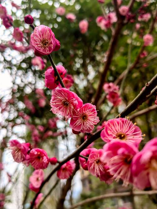 云南昆明:梅花绽放迎客来