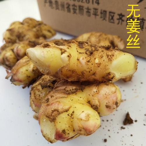 种姜“小专家”的田间智慧