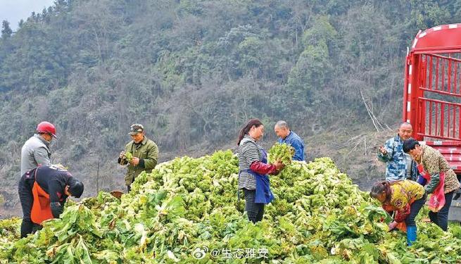 高原上的致富密码!藏菊如何成为村民的“金饭碗”?